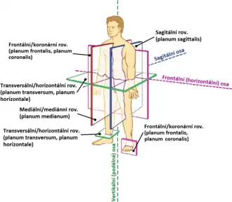 Základní anatomické roviny a osy řezů člověka.[1]