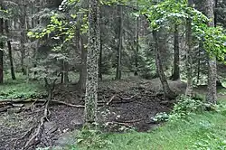 zbytky zdí v lese u řeky