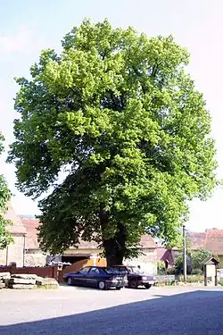 Lípa před Starým zámkem