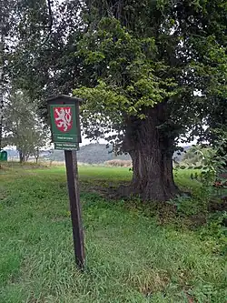 Památný strom „lípa u kostela“
