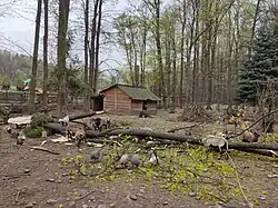 Zvířata hodující na pokáceném kmeni