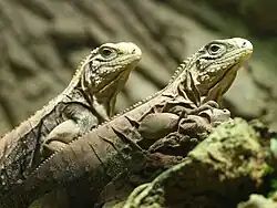Fotografování zvířat v Zoo za sklem: teleobjektiv s malou hloubkou ostrosti rozostřil odlesky a nečistoty na skle