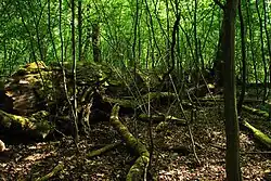 Pralesní stromový spad v Ranšpurku