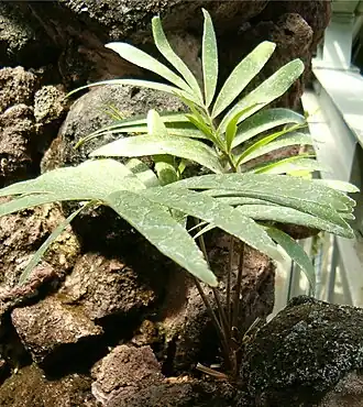 alternativní popis obrázku chybí