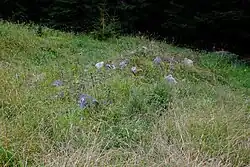 Zarostlá rozvalina bývalého stavení