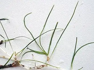 alternativní popis obrázku chybí