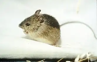 alternativní popis obrázku chybí