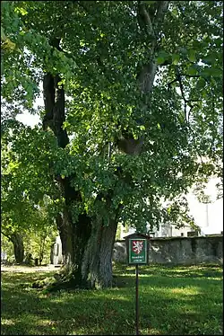 Lípa ve Zdebořicích u kostela a hřbitova.