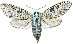 alternativní popis obrázku chybí