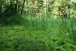 Rašeliniště na dně lomu