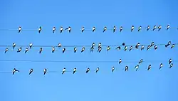 Fotografie zachycuje tři dráty elektrického vedení obsypané vlaštovkami, které na nich pokojně sedí