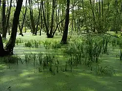 Mokřad na potoce Świergotka