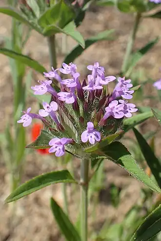 alternativní popis obrázku chybí