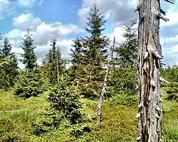 Na plochém vrcholu Złote Jamy