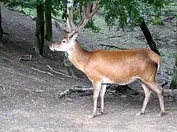 Detail jedinec jelena lesního stojícího v zalesněném údolí.