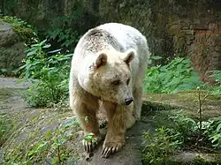 Ursus arctos syriacus