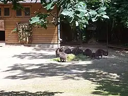 Zoo Brno, klokan rudokrký