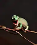 Chameleon jemenský