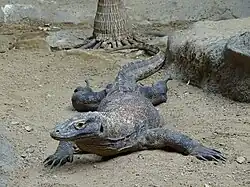 Jeden z varanů komodských chovaných v Zoo Praha