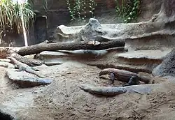 Varani komodští v expozici v pavilonu Indonéská džungle