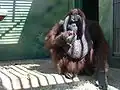 Orangutan bornejský, samec Ňuňák