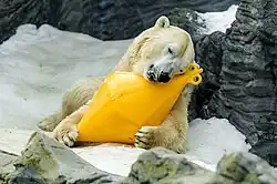 Fotografie zachycuje ležícího medvěda na sněhu. V pozadí tmavá skaliska. Medvěd mezi předními tlapami objímá žlutou kosočtvercovou bójku.