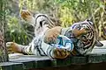 Tygr malajský s míčem – enrichment