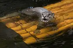 Vydra hladkosrstá, Zoo Praha