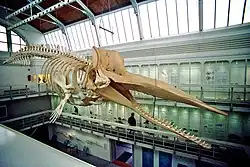 Fotografie kostry vorvaně zavěšené pod střechou muzejní haly. Dobře je vidět lebka s dlouhými štíhlými čelistmi a štítovitá přední část mozkovny. Dobře zřetelný je i hrudní koš a kostra přední končetiny, zbytek kostry ubíhá do pozadí fotografie.