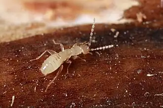 popis obrázku chybí