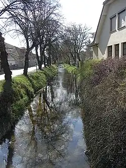 Zubřina v Domažlicích