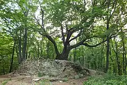 Zbytky kamenné gotické věže hradu s javorem vyrůstajícím z jejích základů