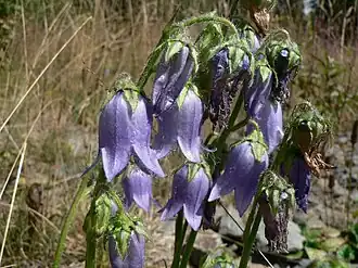 alternativní popis obrázku chybí