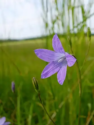 alternativní popis obrázku chybí