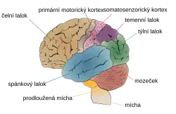 Mozek člověka rozdělen na části