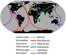 Mapa světa s barevnými šipkami zobrazující tahové cesty některých dálkových migrantů
