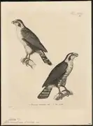 Jean-Baptiste Huet (18. či 19. století)