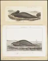 Ilustrace ze sbírky Iconographia Zoologica (1700–1880)