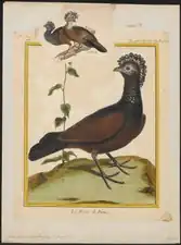 Iconographia Zoologica
