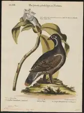 George Edwards (18. století)