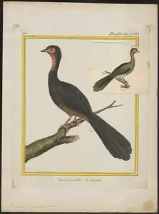 Iconographia Zoologica, patrně mezi 1765–1783