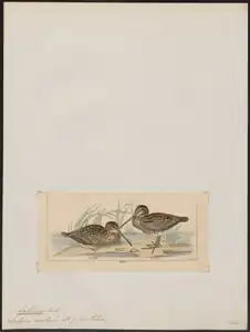 Ilustrace z let 1820–1860