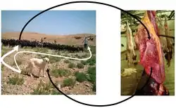 stádo ovcí s ovčáckým psem a ovčí plíce