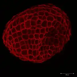 Semeno podbílku šupinatého (autofluorescence)