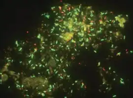 popis obrázku chybí